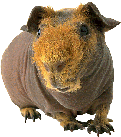 Guinea Pig
