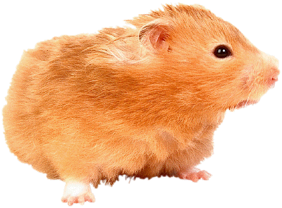 Hamster